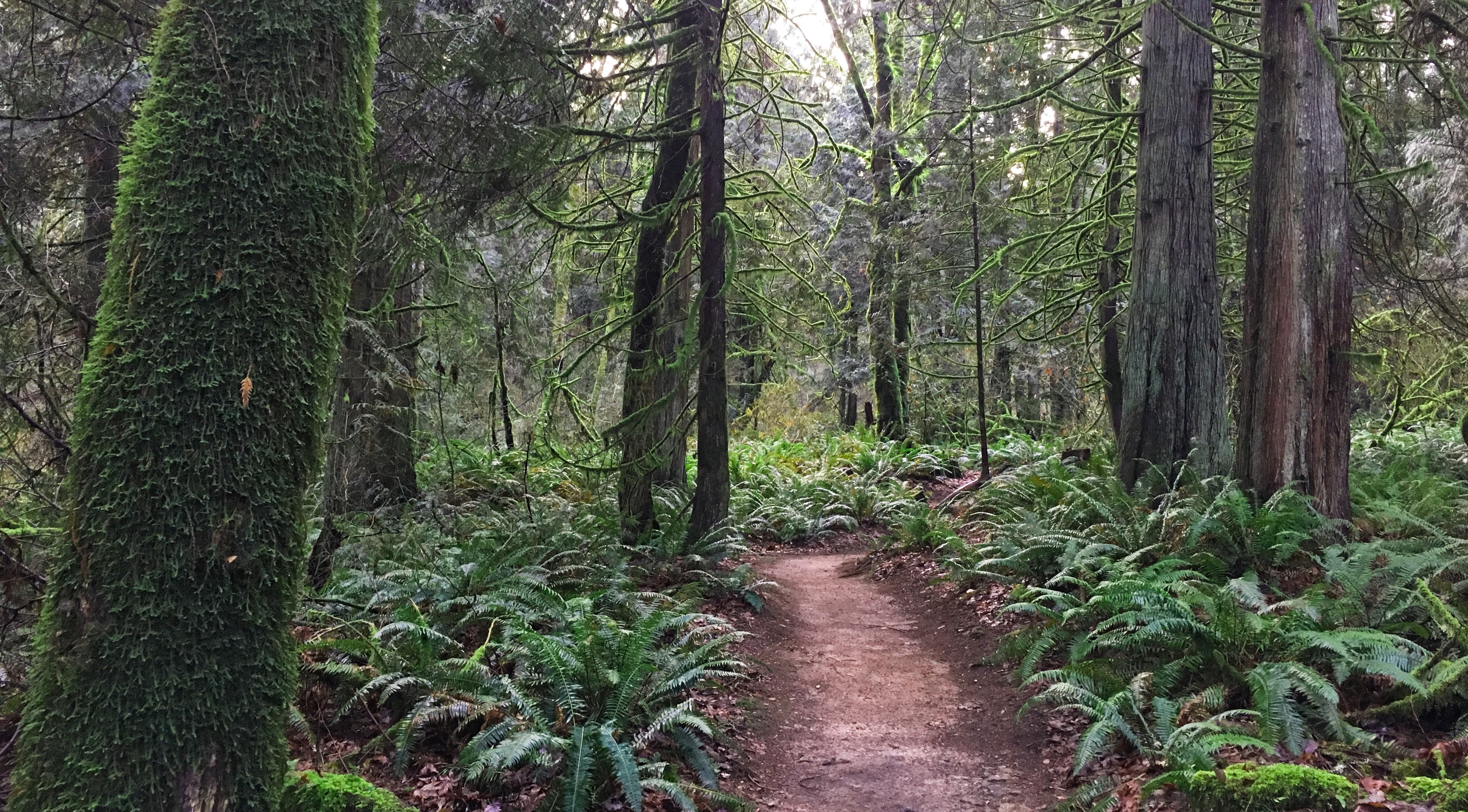 Trail in forest. Ferns border the dirt path and some of the tree trunks and limbs are covered with a thick layer of moss.